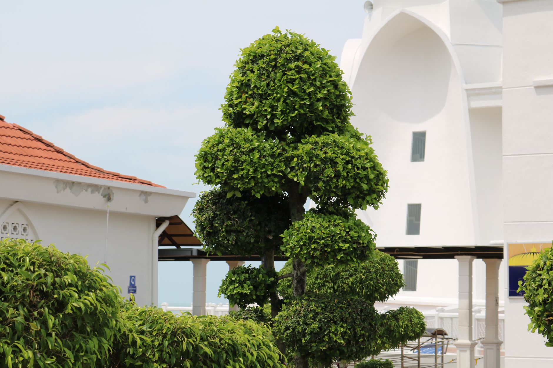 Pruning